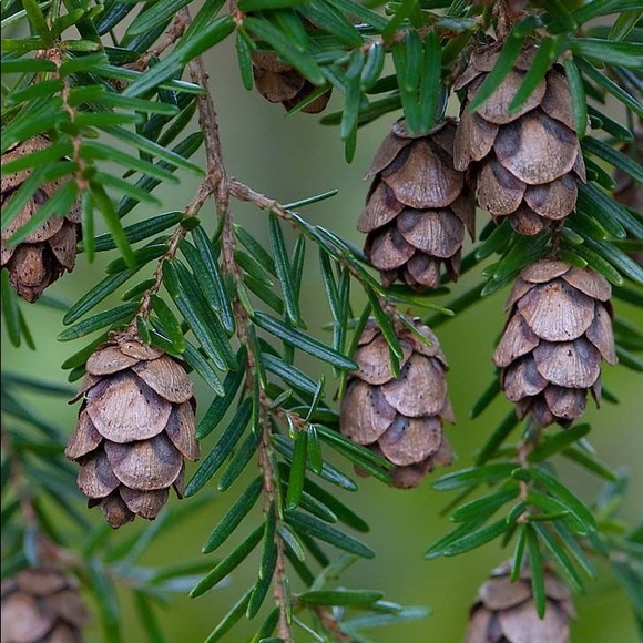 Nell Hill’s O Christmas Tree Hardcover Book - Picture 6 of 16